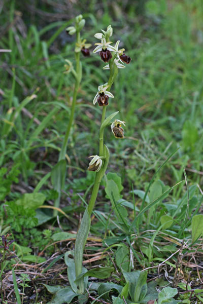 Ophrys sphegodes subsp. praecox, Ofride precoce