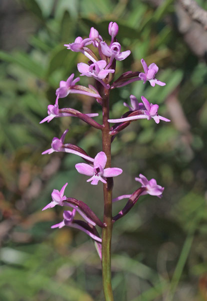 Orchis brancifortii, Orchide di Branciforti