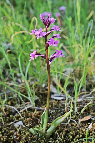 Orchis brancifortii, Orchide di Branciforti