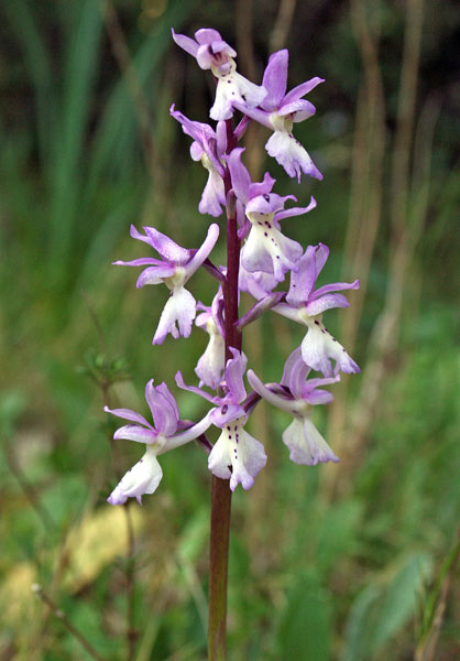 Orchis mascula subsp. ichnusae, Orchide maschia, Orchidea burda