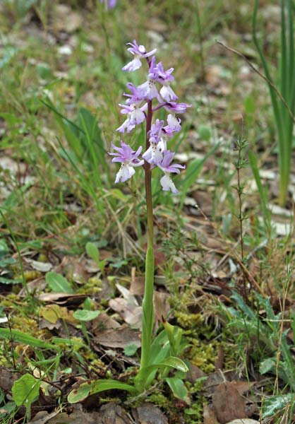 Orchis mascula subsp. ichnusae, Orchide maschia, Orchidea burda