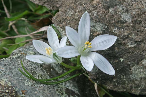 Ornithogalum corsicum, Latte di gallina di Corsica