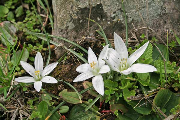 Ornithogalum corsicum, Latte di gallina di Corsica