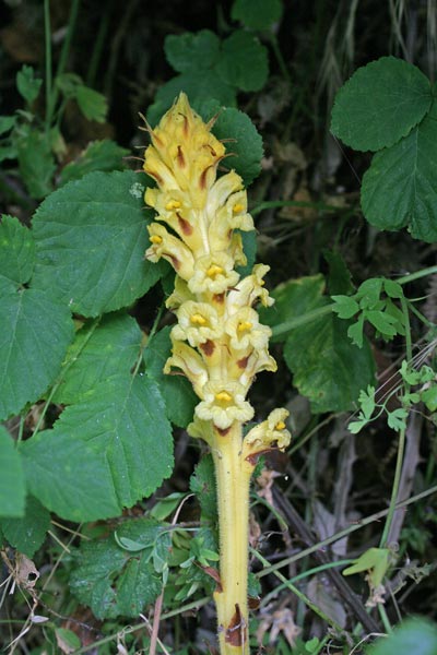 Orobanche denudata, Succiamele del rovo, Lillu, Lillu de matta