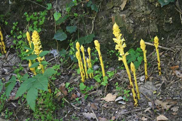 Orobanche denudata, Succiamele del rovo, Lillu, Lillu de matta