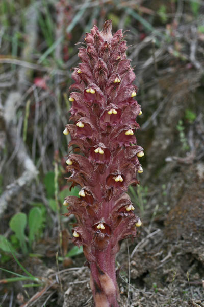 Orobanche rigens, Succiamele rigida