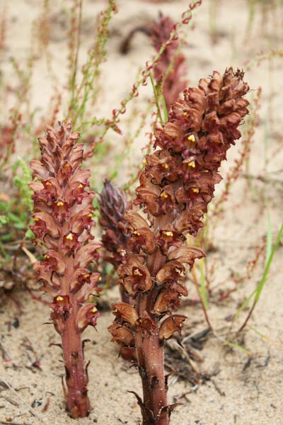 Orobanche rigens, Succiamele rigida