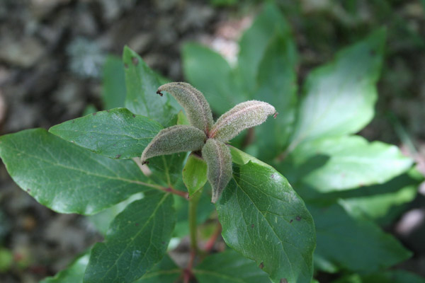 Paeonia corsica, Peonia corsica, Arrosa de monti, Rosa de padenti, Rosa piònica