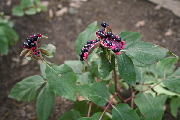 Paeonia corsica, Peonia corsica, Arrosa de monti, Rosa de padenti, Rosa piònica