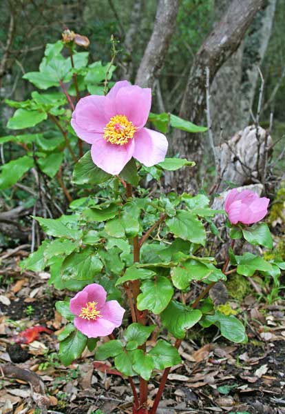 Paeonia corsica, Peonia corsica, Arrosa de monti, Rosa de padenti, Rosa piònica