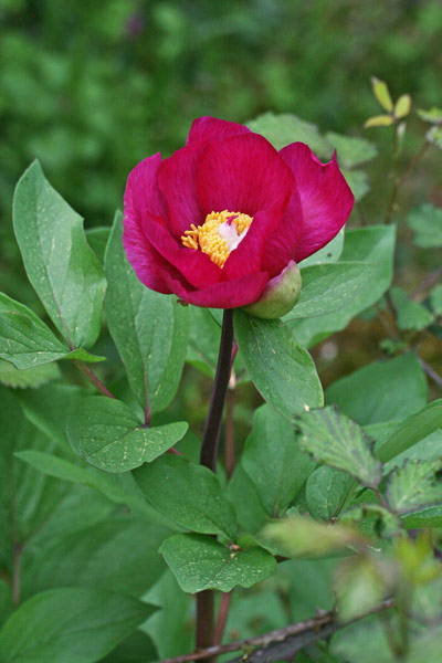 Paeonia sandrae, Peonia di Sandra