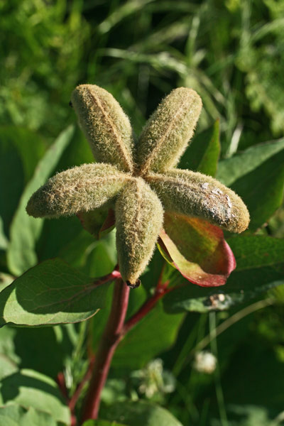 Paeonia sandrae, Peonia di Sandra