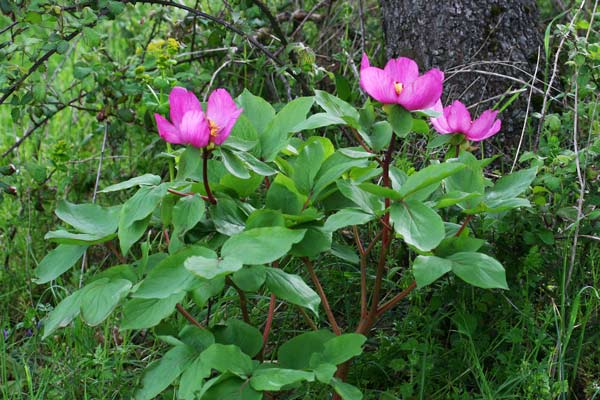Paeonia sandrae, Peonia di Sandra