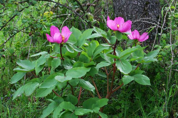 Paeonia sandrae, Peonia di Sandra