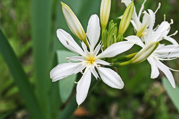 Pancratium illyricum, Giglio stellato, Pancrazio, Lizzu biancu, Lillu de monte, Lillu de saltu