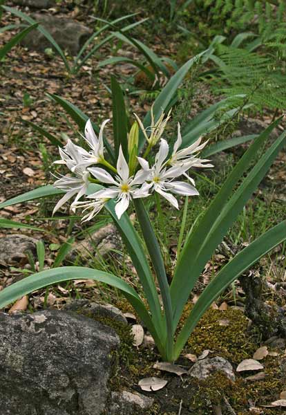 Pancratium illyricum, Giglio stellato, Pancrazio, Lizzu biancu, Lillu de monte, Lillu de saltu