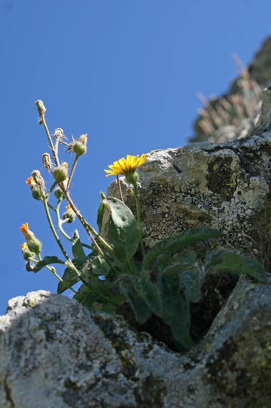 Pilosella kralikii, Pelosella di Kralik, Pelosella di Sardegna