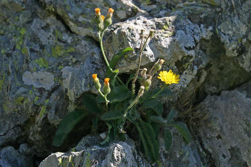 Pilosella kralikii, Pelosella di Kralik, Pelosella di Sardegna