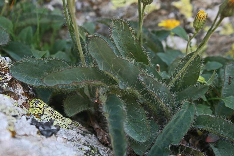 Pilosella kralikii, Pelosella di Kralik, Pelosella di Sardegna