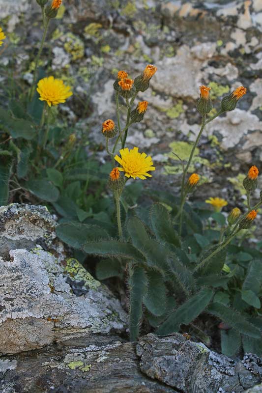 Pilosella kralikii, Pelosella di Kralik, Pelosella di Sardegna