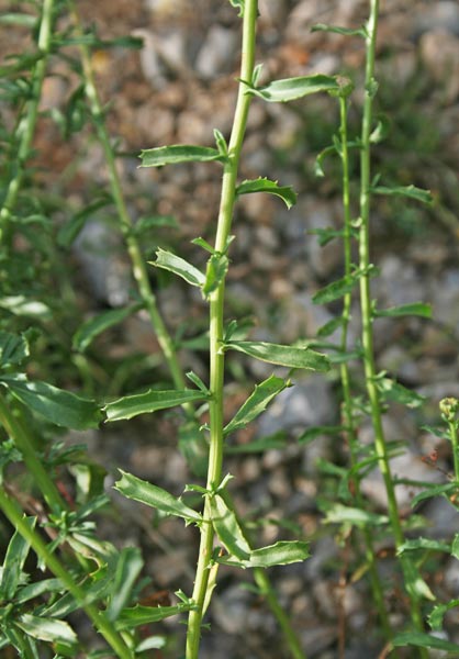 Plagius flosculosus, Bottone d’oro, Margherita senza raggi, Caragantzu burdu, Caragantzu de arriu, Caregantzu burdu