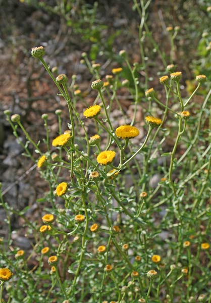 Plagius flosculosus, Bottone d’oro, Margherita senza raggi, Caragantzu burdu, Caragantzu de arriu, Caregantzu burdu