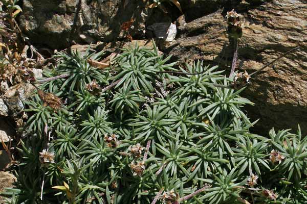 Plantago sarda, Piantaggine a cuscinetto, Piantaggine delle isole