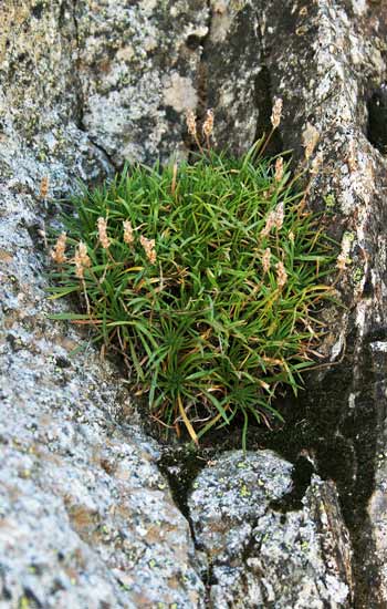 Plantago sarda, Piantaggine a cuscinetto, Piantaggine delle isole