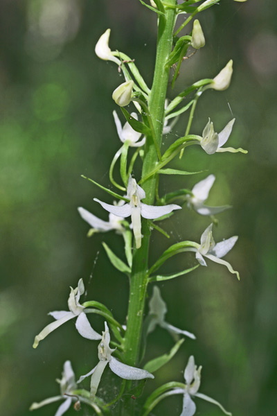 Platanthera kuenkelei var. sardoa, Platantera di Kuenkele