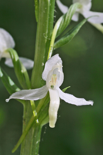 Platanthera kuenkelei var. sardoa, Platantera di Kuenkele