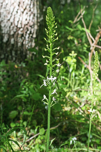 Platanthera kuenkelei var. sardoa, Platantera di Kuenkele