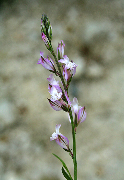 Polygala sardoa, Poligala di Sardegna