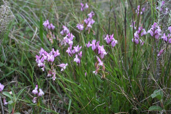 Polygala sardoa, Poligala di Sardegna