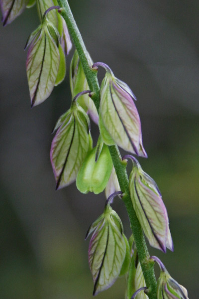 Polygala sinisica, Poligala del Sinis