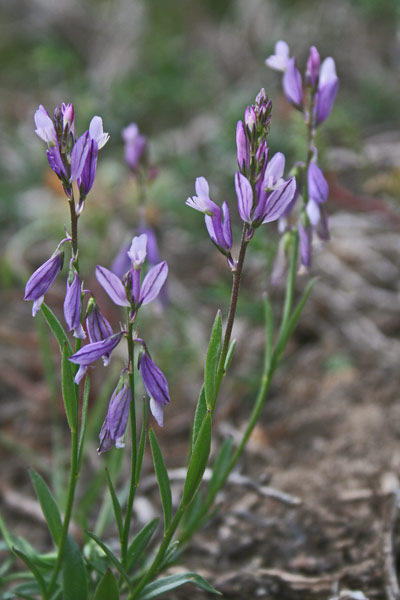 Polygala sinisica, Poligala del Sinis