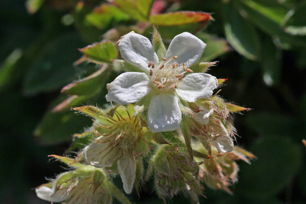 Potentilla caulescens subsp. nebrodensis, Cinquefoglia penzola, Potentilla caulescente