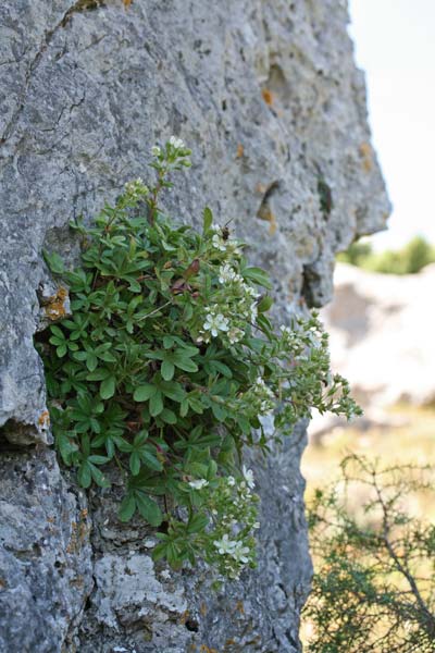 Potentilla caulescens subsp. nebrodensis, Cinquefoglia penzola, Potentilla caulescente