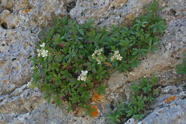 Potentilla caulescens subsp. nebrodensis, Cinquefoglia penzola, Potentilla caulescente