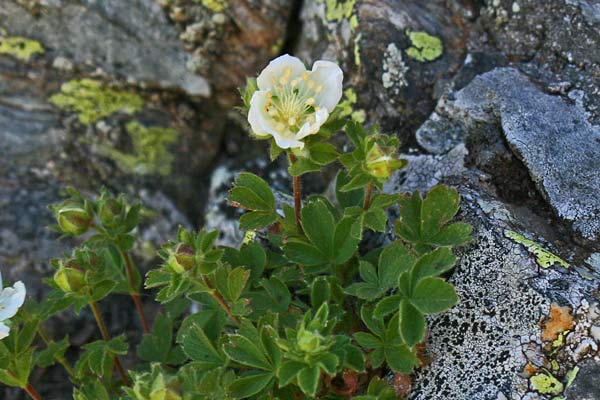 Potentilla crassinervia, Cinquefoglie di Sardegna