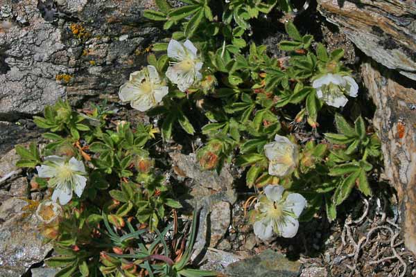 Potentilla crassinervia, Cinquefoglie di Sardegna