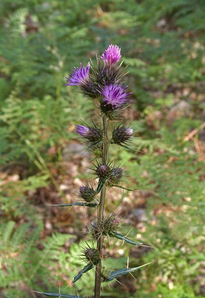 Ptilostemon casabonae, Cardo di Benincasa, Cardo di Casabona, Caldu drummitu, Cardu de Casteddu, Cardu rosa