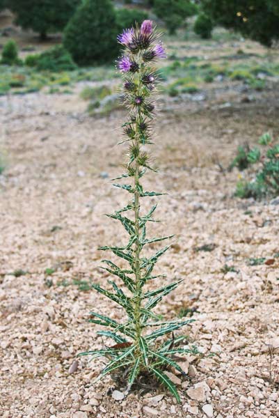 Ptilostemon casabonae, Cardo di Benincasa, Cardo di Casabona, Caldu drummitu, Cardu de Casteddu, Cardu rosa