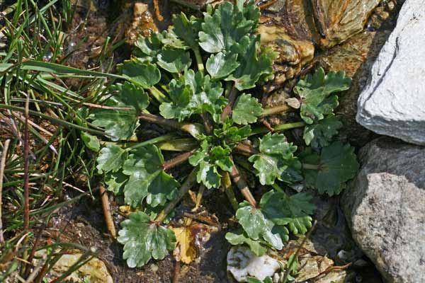 Ranunculus cordiger subsp. cordiger, Ranuncolo cordato