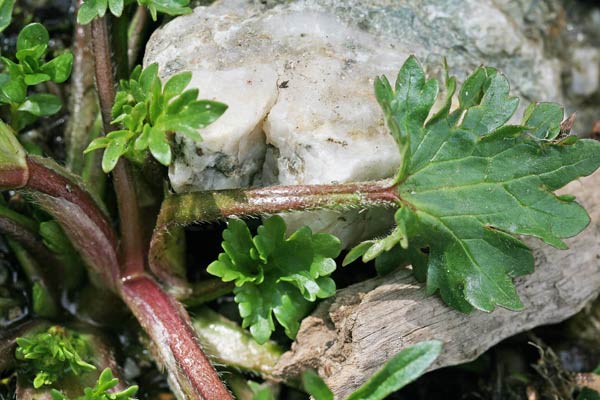 Ranunculus cordiger subsp. cordiger, Ranuncolo cordato