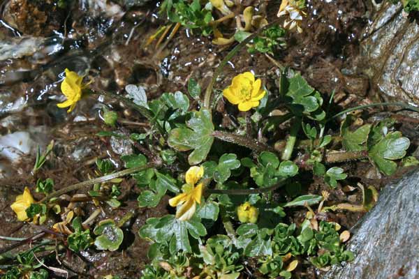 Ranunculus cordiger subsp. cordiger, Ranuncolo cordato