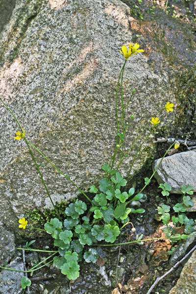 Ranunculus cymbalariifolius, Ranuncolo a foglie di Cimbalaria