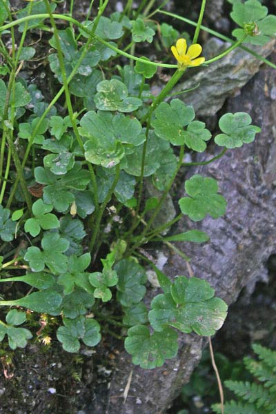 Ranunculus cymbalariifolius, Ranuncolo a foglie di Cimbalaria