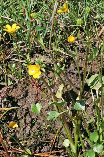 Ranunculus cordiger subsp. diffusus, Ranuncolo cordato diffuso