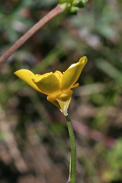 Ranunculus cordiger subsp. diffusus, Ranuncolo cordato diffuso