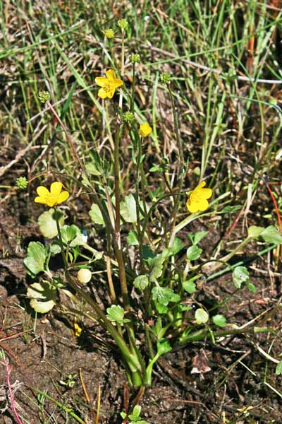 Ranunculus cordiger subsp. diffusus, Ranuncolo cordato diffuso